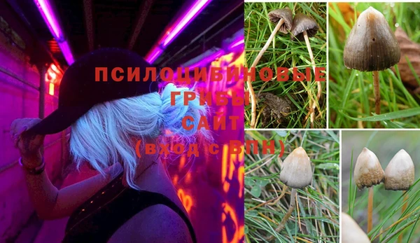 сатива Баксан